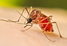 dengue malaria
