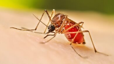 dengue malaria